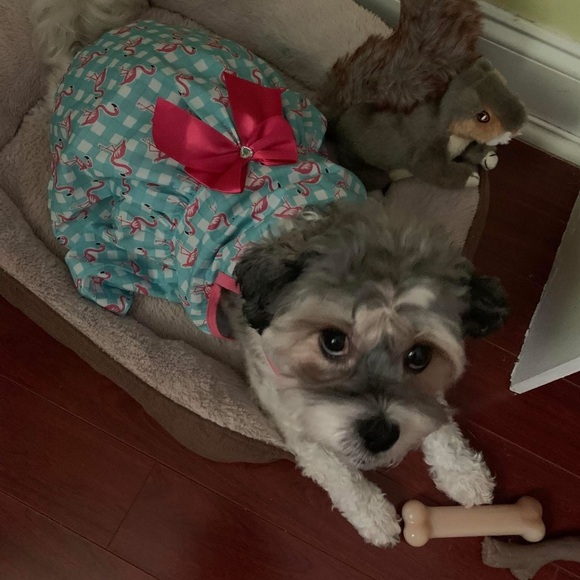 Meet your Posher, Lauren - Picture 9 of 13